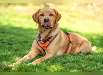 Mr Sam - sucht Menschen mit Hundeverstand - Tierhilfe Franken e.V.