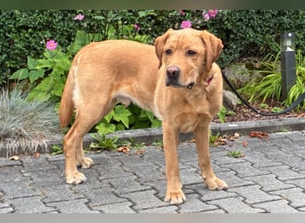 Mr Sam - sucht Menschen mit Hundeverstand - Tierhilfe Franken e.V.