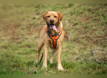 Mr Sam - sucht Menschen mit Hundeverstand - Tierhilfe Franken e.V.