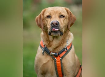 Mr Sam - sucht Menschen mit Hundeverstand - Tierhilfe Franken e.V.