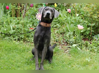 La Pauli - verspielter, neugieriger junger Familienhund - Tierhilfe Franken e.V.