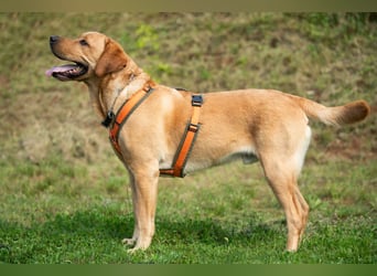 Mr Sam - sucht Menschen mit Hundeverstand - Tierhilfe Franken e.V.