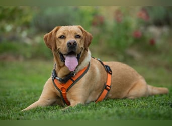 Mr Sam - sucht Menschen mit Hundeverstand - Tierhilfe Franken e.V.