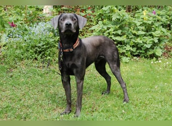 La Pauli - verspielter, neugieriger junger Familienhund - Tierhilfe Franken e.V.