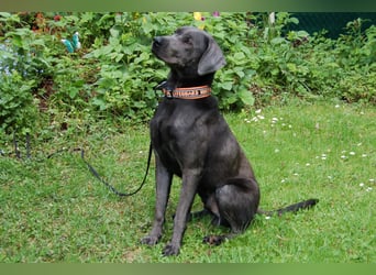 La Pauli - verspielter, neugieriger junger Familienhund - Tierhilfe Franken e.V.