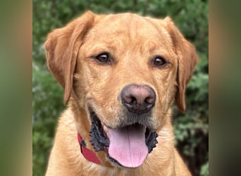 Mr Sam - sucht Menschen mit Hundeverstand - Tierhilfe Franken e.V.