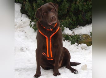 Sir Tony Brown - gutmütiger, verschmuster Begleiter - Tierhilfe Franken e.V.
