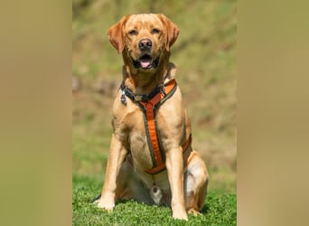 Mr Sam - sucht Menschen mit Hundeverstand - Tierhilfe Franken e.V.