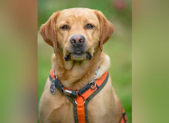 Mr Sam - sucht Menschen mit Hundeverstand - Tierhilfe Franken e.V.