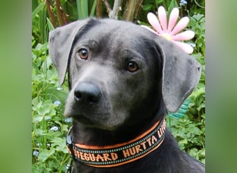 La Pauli - verspielter, neugieriger junger Familienhund - Tierhilfe Franken e.V.