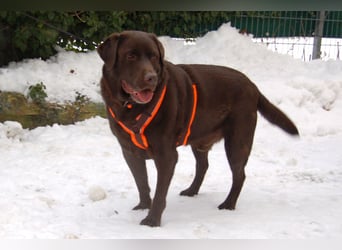 Sir Tony Brown - gutmütiger, verschmuster Begleiter - Tierhilfe Franken e.V.