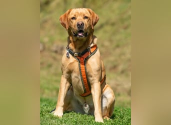 Mr Sam - sucht Menschen mit Hundeverstand - Tierhilfe Franken e.V.