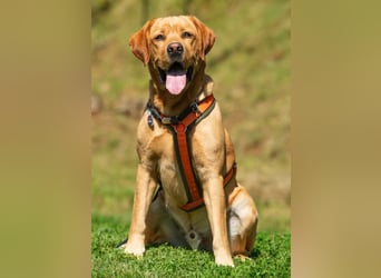 Mr Sam - sucht Menschen mit Hundeverstand - Tierhilfe Franken e.V.