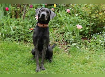 La Pauli - verspielter, neugieriger junger Familienhund - Tierhilfe Franken e.V.