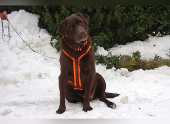 Sir Tony Brown - gutmütiger, verschmuster Begleiter - Tierhilfe Franken e.V.