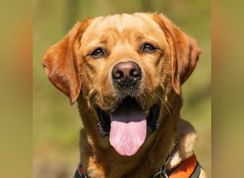 Mr Sam - sucht Menschen mit Hundeverstand - Tierhilfe Franken e.V.