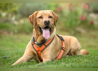 Mr Sam - sucht Menschen mit Hundeverstand - Tierhilfe Franken e.V.