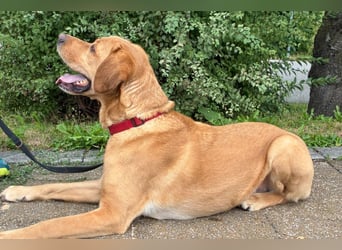 Mr Sam - sucht Menschen mit Hundeverstand - Tierhilfe Franken e.V.