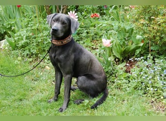 La Pauli - verspielter, neugieriger junger Familienhund - Tierhilfe Franken e.V.