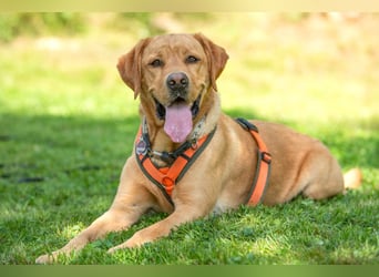 Mr Sam - sucht Menschen mit Hundeverstand - Tierhilfe Franken e.V.