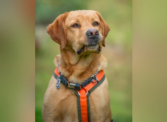 Mr Sam - sucht Menschen mit Hundeverstand - Tierhilfe Franken e.V.