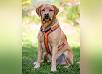 Mr Sam - sucht Menschen mit Hundeverstand - Tierhilfe Franken e.V.