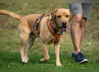 Mr Sam - sucht Menschen mit Hundeverstand - Tierhilfe Franken e.V.