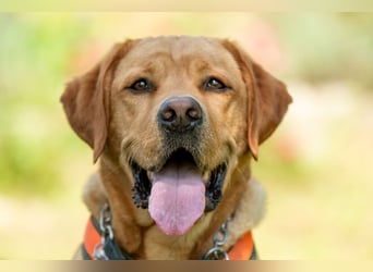 Mr Sam - sucht Menschen mit Hundeverstand - Tierhilfe Franken e.V.