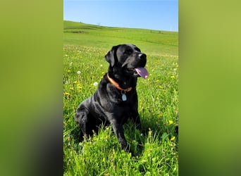 Deckrüde - Labrador-Retriever - Arne von Lammertshof – schwarz – kein Verkauf