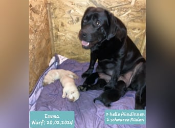 Deckrüde - Labrador-Retriever - Arne von Lammertshof – schwarz – kein Verkauf