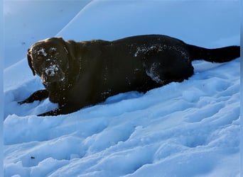 Deckrüde - Labrador-Retriever - Arne von Lammertshof – schwarz – kein Verkauf