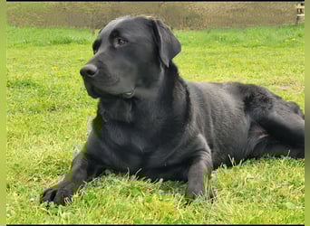 Deckrüde - Labrador-Retriever - Arne von Lammertshof – schwarz – kein Verkauf