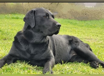 Deckrüde - Labrador-Retriever - Arne von Lammertshof – schwarz – kein Verkauf