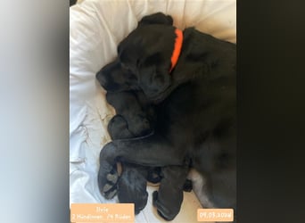 Deckrüde - Labrador-Retriever - Arne von Lammertshof – schwarz – kein Verkauf