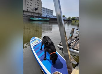 Deckrüde - Labrador-Retriever - Arne von Lammertshof – schwarz – kein Verkauf