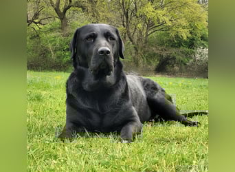 Deckrüde - Labrador-Retriever - Arne von Lammertshof – schwarz – kein Verkauf