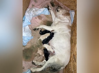 Deckrüde - Labrador-Retriever - Arne von Lammertshof – schwarz – kein Verkauf