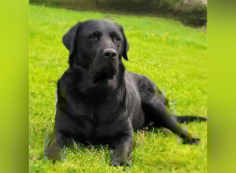Deckrüde - Labrador-Retriever - Arne von Lammertshof – schwarz – kein Verkauf