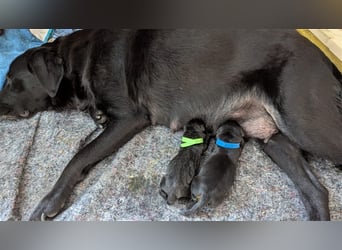 Deckrüde - Labrador-Retriever - Arne von Lammertshof – schwarz – kein Verkauf