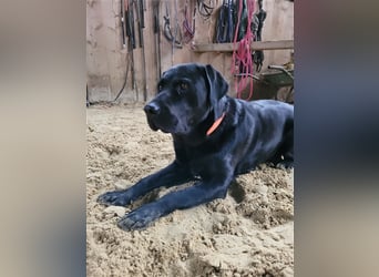 Deckrüde - Labrador-Retriever - Arne von Lammertshof – schwarz – kein Verkauf