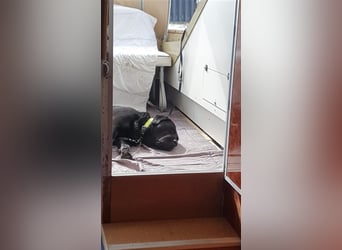 Deckrüde - Labrador-Retriever - Arne von Lammertshof – schwarz – kein Verkauf