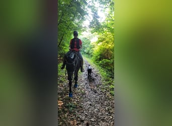 Deckrüde - Labrador-Retriever - Arne von Lammertshof – schwarz – kein Verkauf