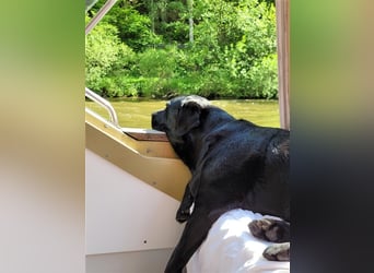 Deckrüde - Labrador-Retriever - Arne von Lammertshof – schwarz – kein Verkauf