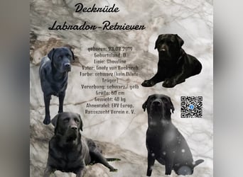Deckrüde - Labrador-Retriever - Arne von Lammertshof – schwarz – kein Verkauf