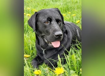 Deckrüde - Labrador-Retriever - Arne von Lammertshof – schwarz – kein Verkauf