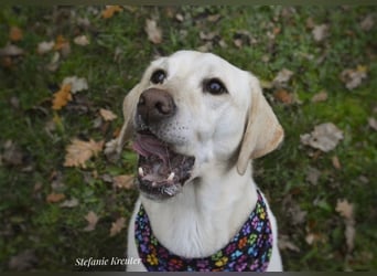 Tayler (Labrador)