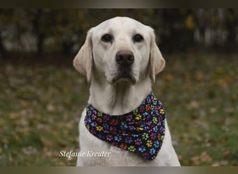 Tayler (Labrador)