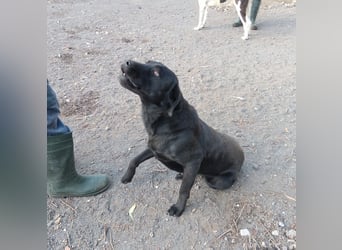 PUPA – liebevolle Labradorhündin sucht ihr Happy End - demnächst auf Pflegestelle in Hamburg