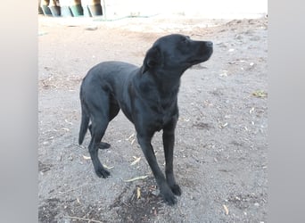 PUPA – liebevolle Labradorhündin sucht ihr Happy End - demnächst auf Pflegestelle in Hamburg