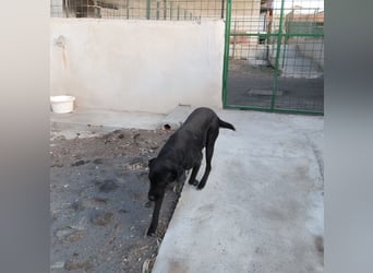 PUPA – liebevolle Labradorhündin sucht ihr Happy End - demnächst auf Pflegestelle in Hamburg